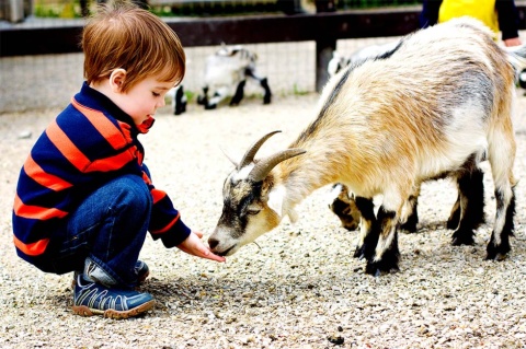 やぎのうんこ掃除は飼育係にとってはルーティンだが、子供たちにとっては貴重な体験になる（写真はイメージ。画像提供／Shutterstock）