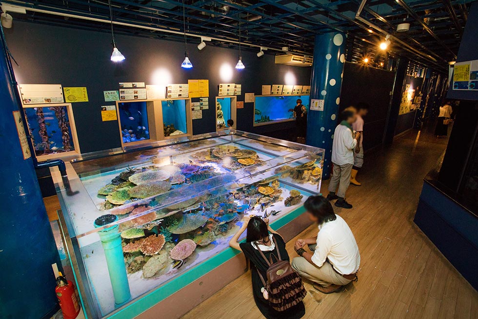 廃館寸前の小さな水族館が一転大盛況 若手館長の捨て身の挑戦：日経クロストレンド