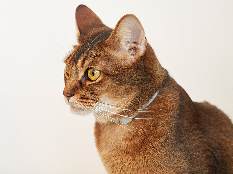 「すべては、猫様のために。」　秀逸コピーが好調企業の推進力に