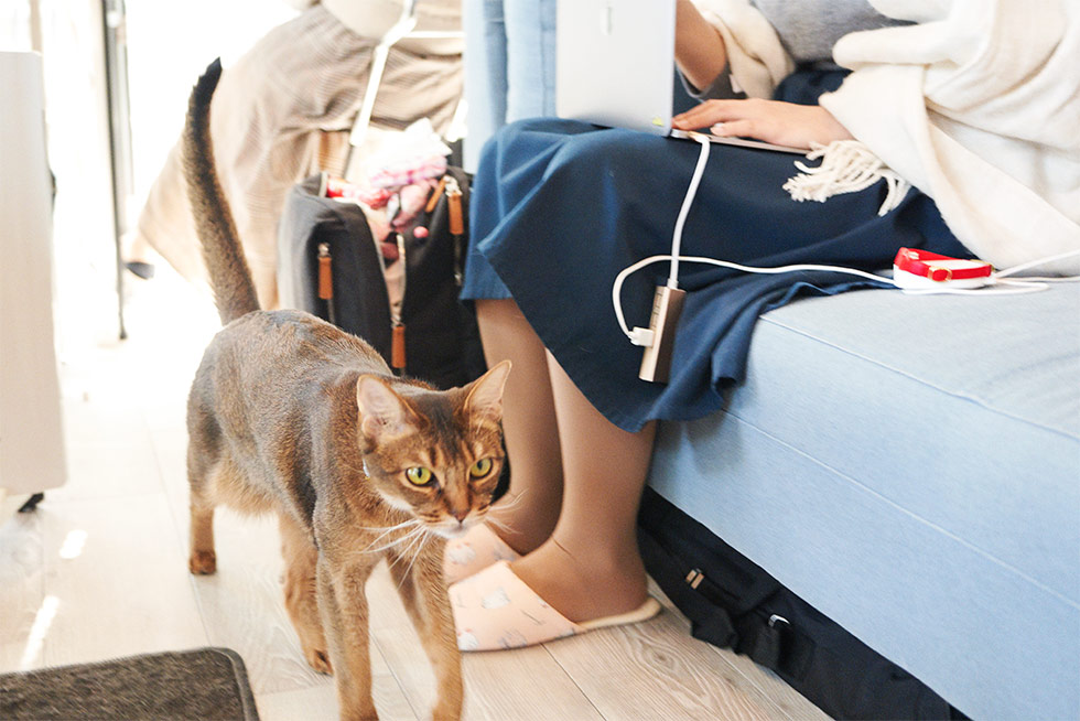 すべては、猫様のために。」 秀逸コピーが好調企業の推進力に:日経 ...