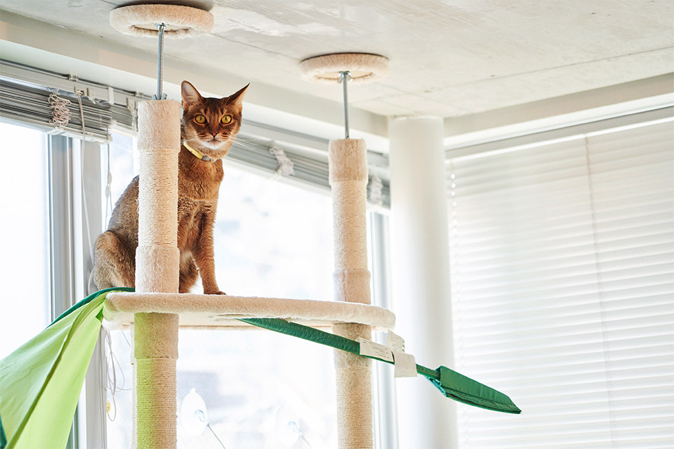 すべては、猫様のために。」 秀逸コピーが好調企業の推進力に:日経 ...