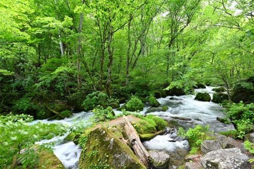奥入瀬渓流でも屈指の景勝地といわれる「阿修羅（あしゅら）の流れ」ではたけだけしい水の流れが岩に打ち付ける
