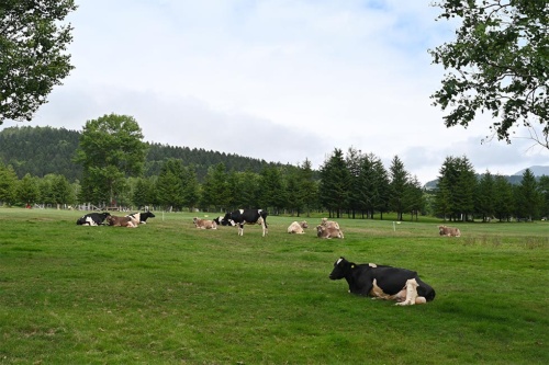 牛はホルスタインとブラウンスイスを合わせて25頭。13年までに40頭を目指している