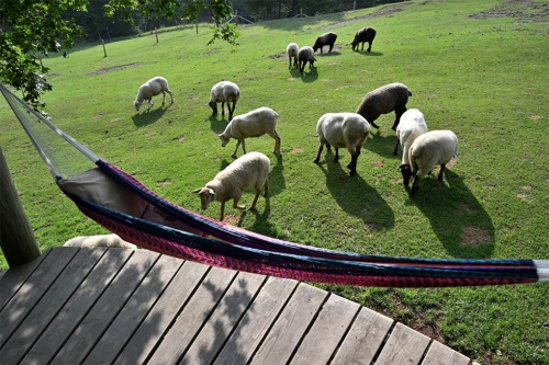 「羊とお昼寝ハンモック」では、羊と目線が同じになるようにハンモックが設置されている