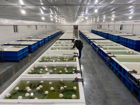 大連市庄河市の海上盒馬村にある牡蠣（かき）養殖池の様子（画像はアリババのニュースリリースから）