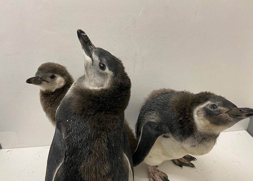 社会的距離はペンギン何羽分か？ 3密回避を遊びに変えた水族館：日経