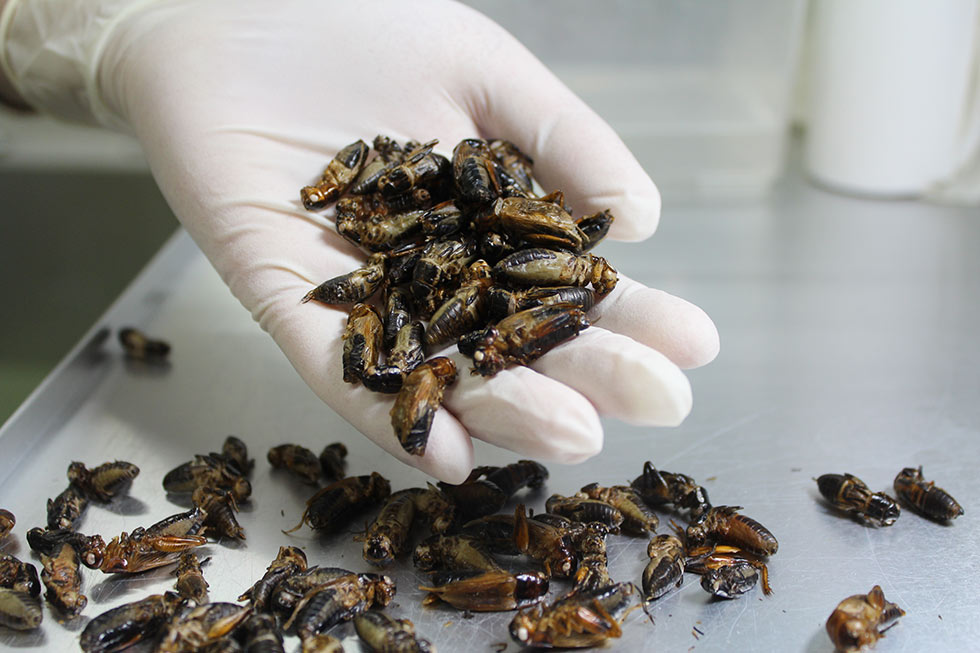 無印良品 コオロギせんべい ヒットの陰に徳島発ベンチャーあり 日経クロストレンド