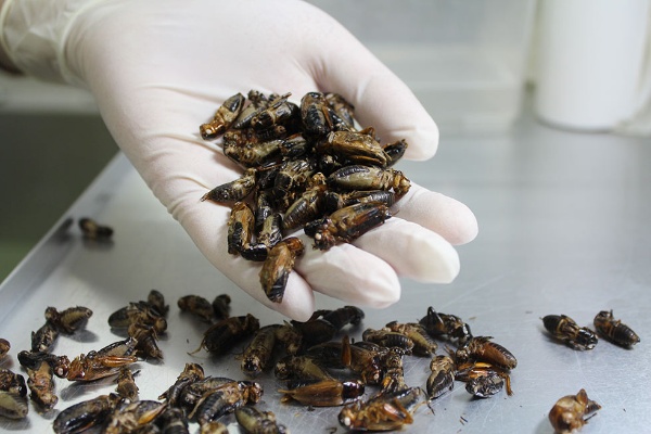 無印良品 コオロギせんべい ヒットの陰に徳島発ベンチャーあり 日経クロストレンド 無印良品 コオロギせんべい ヒットの陰に徳島発ベンチャーあり 日経クロストレンド