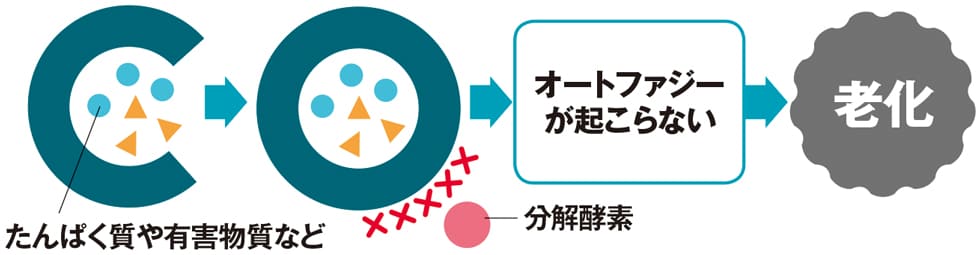 ■オートファジー活性の低下が老いにつながる