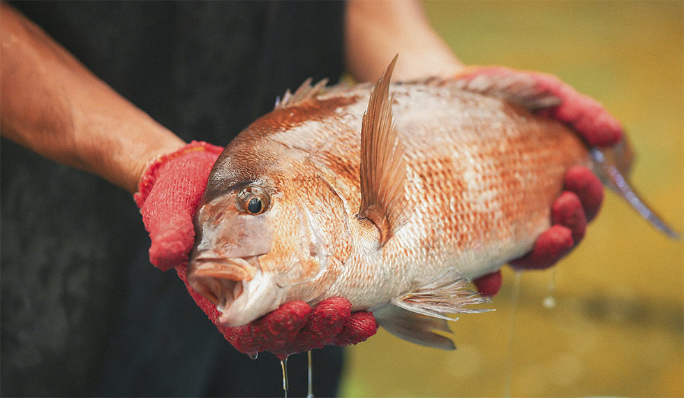 魚粉ゼロの養殖“熟成マダイ”売り上げ2倍 サステナブルで世界に需要