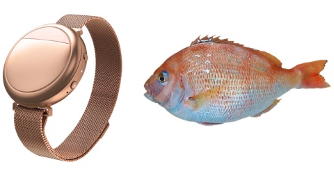 フェムテックのブレスレット型デバイス(左)に、ゲノム編集技術を使った身が厚いマダイ(右)も登場