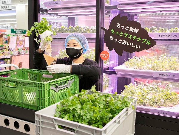 食品スーパー店内で超新鮮野菜を栽培 Co2削減 客単価もアップ 日経クロストレンド 食品スーパー店内で超新鮮野菜を栽培 Co2削減 客単価もアップ 日経クロストレンド