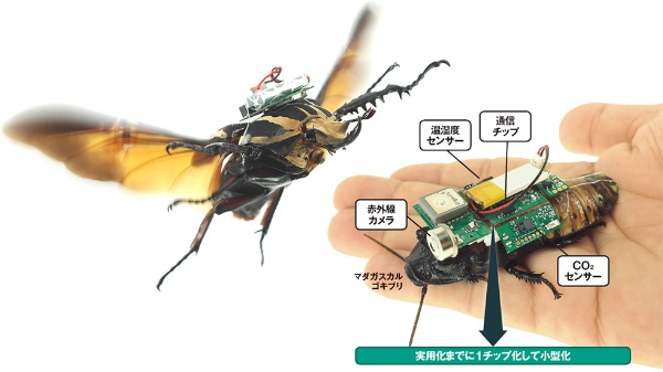 昆虫サイボーグ が人命救助 Ai搭載で効率化 未来予測9 日経クロストレンド 昆虫サイボーグ が人命救助 Ai搭載で効率化 未来予測9 日経クロストレンド