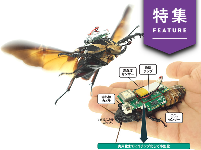 「昆虫サイボーグ」が人命救助　AI搭載で効率化【未来予測9】