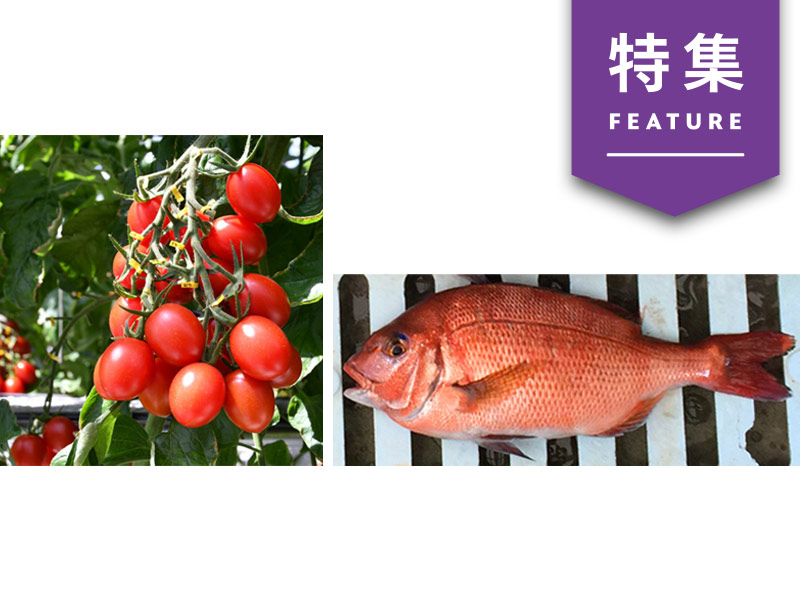 タイやフグの身が大幅アップ！　魚の品種改良に勝機【未来予測19】