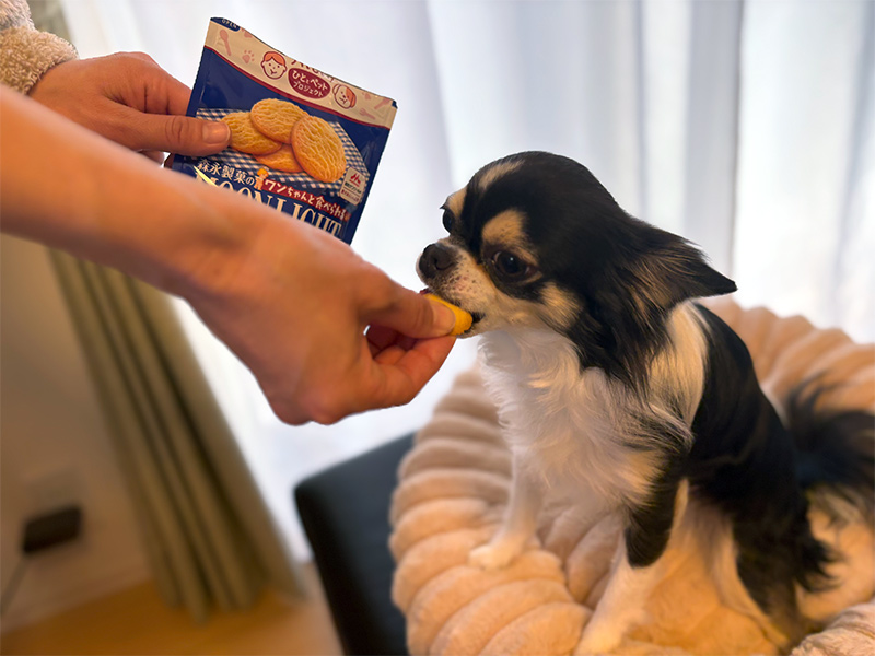 森永製菓がinゼリーに続く驚異の新市場　犬もヒトもおいしい菓子7品