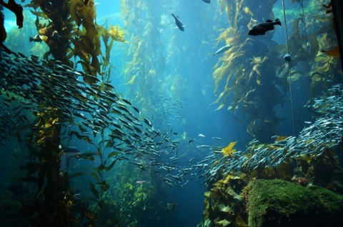 日本人になじみ深い海藻を巡るビジネスが今、世界で注目を集めている（写真／Shutterstock）