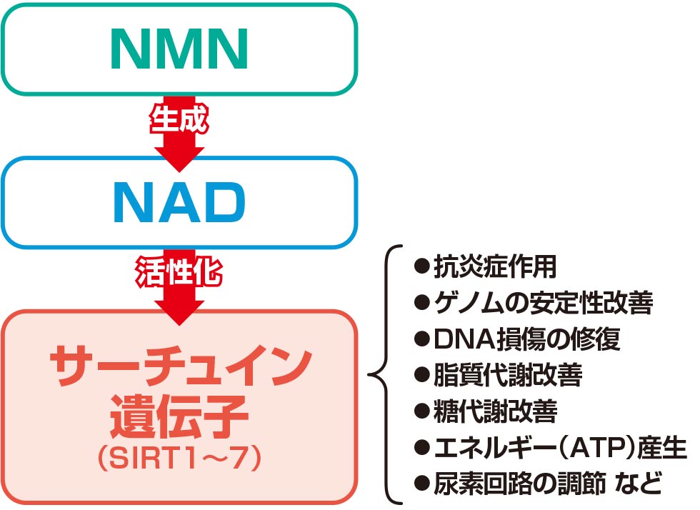 若返り薬〞NMN、期待できない取り方も サプリ市場は過熱気味：日経