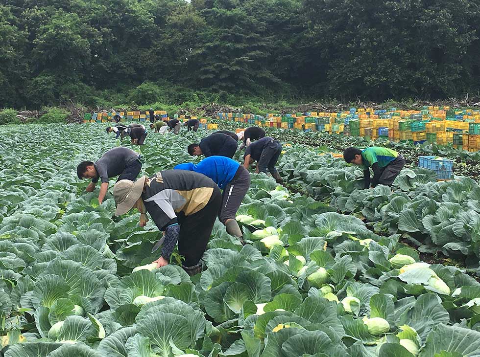 三井不動産が農業に参入 街づくりの経験は生かせるか：日経