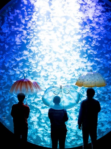 クラゲの透明な容姿をイメージさせるデザインが特徴の「雨空を泳ぐクラゲの傘」（全3種類）は、山形県鶴岡市にある加茂水族館のオリジナルグッズ。1本1760円（税込み、以下同）。傘の深さやカーブにも微妙な違いがある