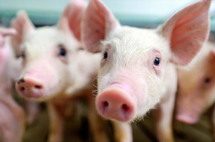 Aiカメラで豚をおいしく管理 膨大な ピッグ Pig データ 活用 日経クロストレンド