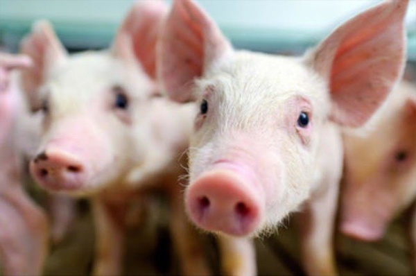 Aiカメラで豚をおいしく管理 膨大な ピッグ Pig データ 活用 日経クロストレンド Aiカメラで豚をおいしく管理 膨大な ピッグ Pig データ 活用 日経クロストレンド