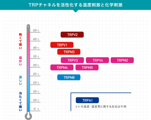 TRPチャネルのチャート。「TRPV1」は「熱くて痛い」という不快刺激を受容。例えば、唐辛子やアルコールなど。「TRPA1」は「冷たくて痛い」という不快刺激を受容する。低浸透圧液やヘアカラー剤中のアルカリなど