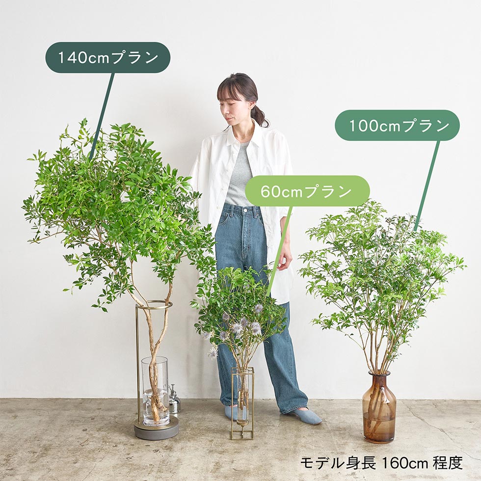 木の枝　50本 木の枝が届くサブスクが急拡大 コンサルティングから事業転換で成功