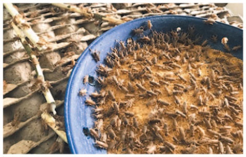 現状、コオロギはすべてタイで養殖したもの。安価な大豆かすや油かすを飼料に使えるという理由でコオロギが選ばれた