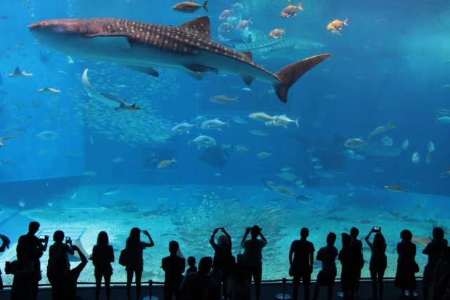大水槽でジンベイザメが優雅に泳ぐさまを見られる沖縄美ら海水族館も、沖縄北部エリアに位置する（写真／Shutterstock）