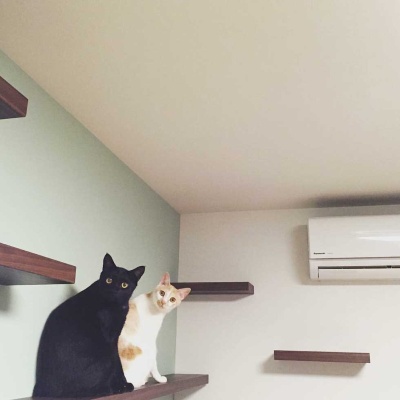 ネコ共生型賃貸の壁にはキャットウォークが取り付けられている物件が多い