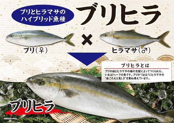 ベイシアが ブリヒラ 販売に本腰 近大の交雑魚 ブリを代替 日経クロストレンド ベイシアが ブリヒラ 販売に本腰 近大の交雑魚 ブリを代替 日経クロストレンド