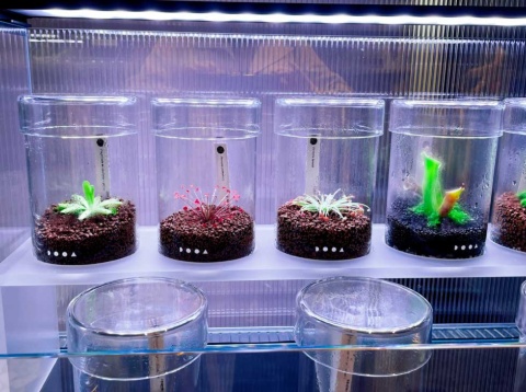 ガラスケースとLED（発光ダイオード）の光で行う植物栽培「パルダリウム」は、電源さえあれば場所を選ばず植物を栽培できる