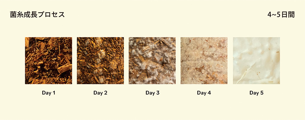 キノコの菌糸体と小麦粉と水を混ぜて型に入れて培養すると4日目に固まってくる性質を生かした（写真提供／項雅文氏）