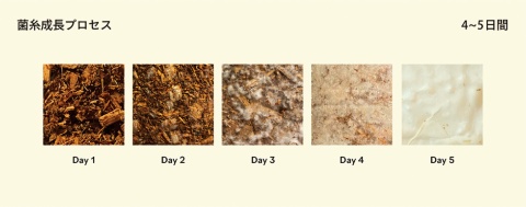 キノコの菌糸体と小麦粉と水を混ぜて型に入れて培養すると4日目に固まってくる性質を生かした(写真提供/項雅文氏)