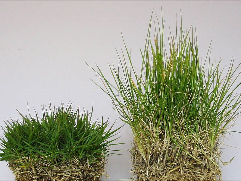 世界のトヨタがなぜ芝生を売る？　注文殺到、知る人ぞ知る「TM9」の秘密