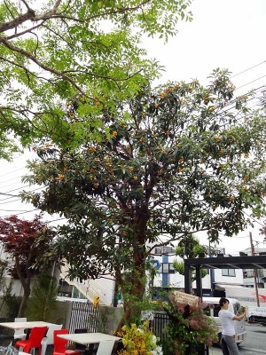 同施設のエントランスにはビワの巨木があり、ちょうどたわわに実をつけていた。熟して食べごろになる６月には、毎年期間限定メニューを提供する予定。１年目の今年は、ジャムを作りピザにトッピングし、チーズと合わせた「ドルチェピザ」を企画中