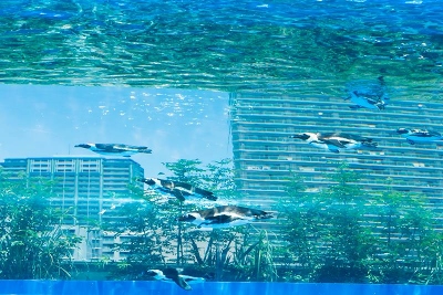 ペンギンが空飛ぶ サンシャイン水族館が 大人化 日経クロストレンド