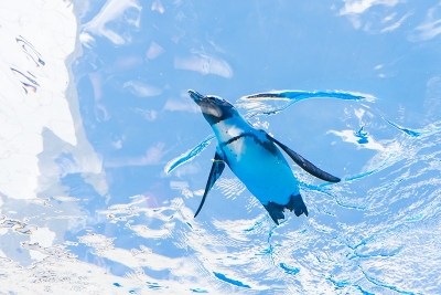 ペンギンが空飛ぶ サンシャイン水族館が 大人化 日経クロストレンド