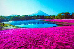 富士山周辺の四季折々の景色が楽しめる。映像だけ見ても迫力があるきれいなものだった