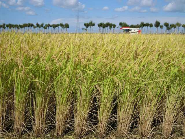 18年は台風の影響で 稲がなぎ倒され 日経クロストレンド 18年は台風の影響で 稲がなぎ倒され 日経クロストレンド