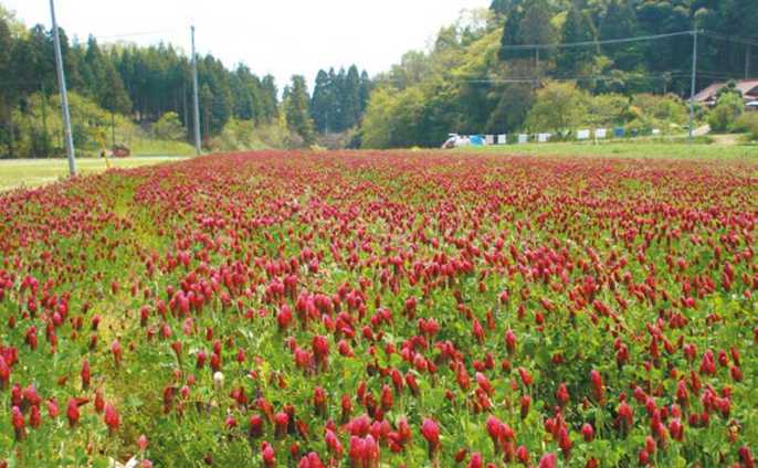 赤い花が咲いたハーブ 日経クロストレンド 赤い花が咲いたハーブ 日経クロストレンド