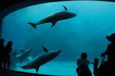 「名古屋港水族館」は、延床面積日本一の大型水族館。世界最大級の屋外水槽で行われるダイナミックなイルカやシャチのショーが人気