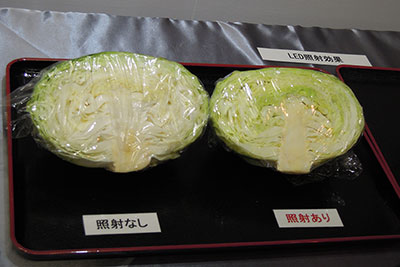 キャベツを野菜室内のLED照射エリアに7日間保存した際の緑化の比較。左のキャベツはLED照射なし、右はLED照射あり