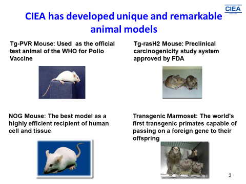 実験動物中央研究所は「ヒト化マウス」など、ヒトに近い実験動物を開発している