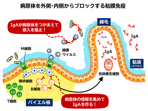 PR】ウイルス・菌の侵入を食い止める「粘膜免疫」と食の関係：日経